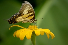 Monarch-butterfly-feeding