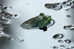 Swamp-frog copy